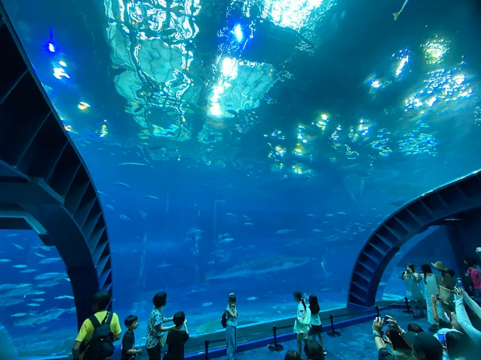 沖縄美ら海水族館 - UFU WANA VILLAから車で18分の人気観光スポット