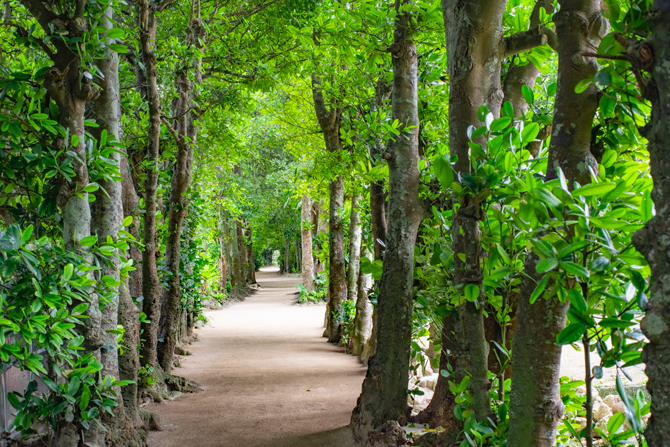 備瀬のフクギ並木